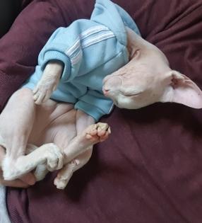 Deckkater Canadian Sphynx Odd Eyed