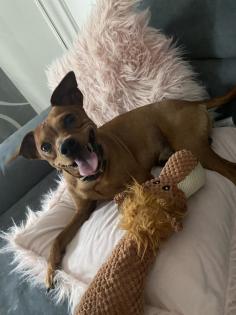 Deckrüde / wunderschöner Zwergpinscher
