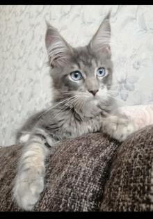 Maine Coon Kitten mit Stammbaum blaue Augen