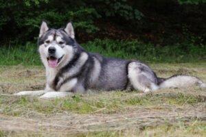 MuBalu -  männlich  2 Jahre  65 cm  40 kg  Alaskan Malamute  Gechipt  Kastriert