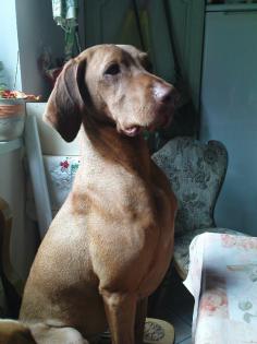 Deckrüde Aaron-Magyar Vizsla