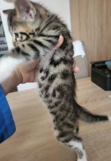 Bengal Jungs suchen neue Zuhause