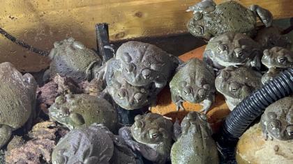 Colorado Kröte / Sonoran Desert Toad / Bufo Alvarius, 150 € pro Tier