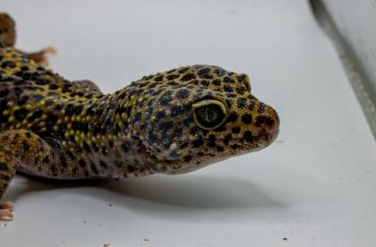 Leopardgecko 1.13.16