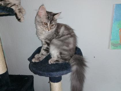 Gebe 3 Maine Coon mix Kitten ab