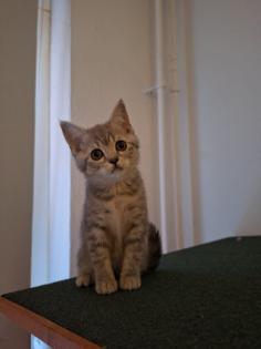 Zuckersüße BKh Kitten reinrassig ? abgabebereit