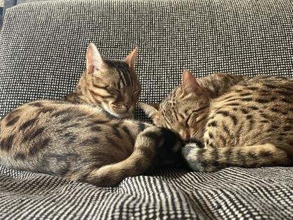 2 Bengalkatzen zu verkaufen