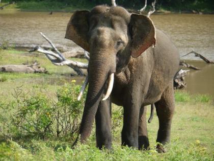  Sri Lanka Urlaub inmitten der Natur - Villa Sunshine - Ahangama 