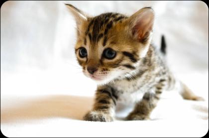 F4 Savannah Kitten