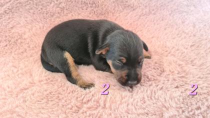 Jagtterrier Patterdaleterrier Welpen