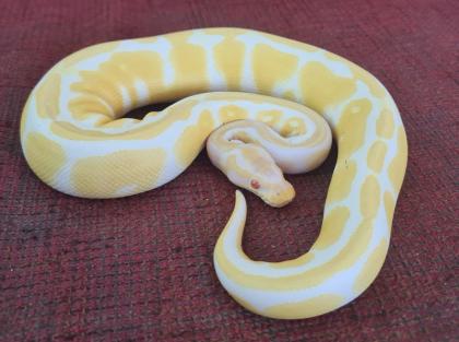 Königspython Albino 0.1