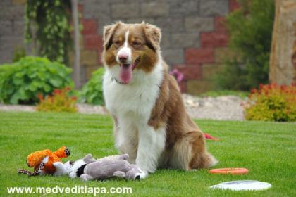 Australian-shepherd-puppies.de Welpen sind am 30.12-0.7978 geboren. Abgabe im März