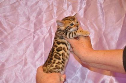 Wunderschöne rossetted Bengal Babies suchen ein neues zu Hause!