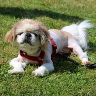 OPI ROCKY -  männlich  ca. 13 Jahre  20 cm  5.6 kg  Tibet-Spaniel Gechipt Kastri