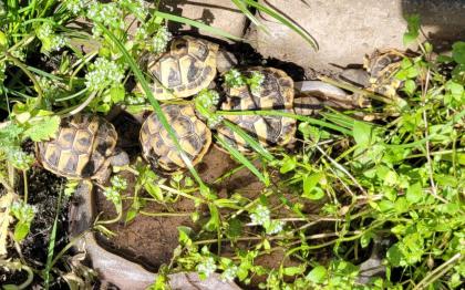 Adulter Griechischer Landschildkröten-Bock (2007) abzugeben