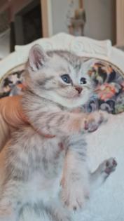 Bkh  kitten / Tabby