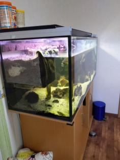 Rotbauch-Spitzkopf-Schildkröte inkl. komplettem Aquarium abzugeben --zu verschen