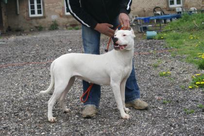 Kupierte Dogo Argentino Hündin 7 Mon.