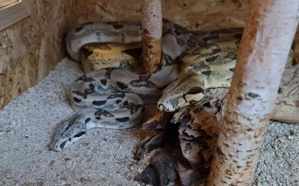 Boa constrictor Morphen