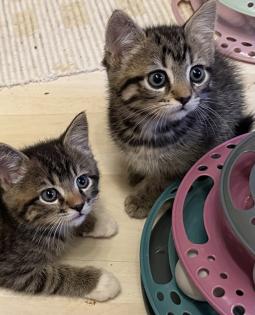 Süße verschmuste Britisch Kurzhaar, Britisch Langhaar und mix Kitten Katzenbabys