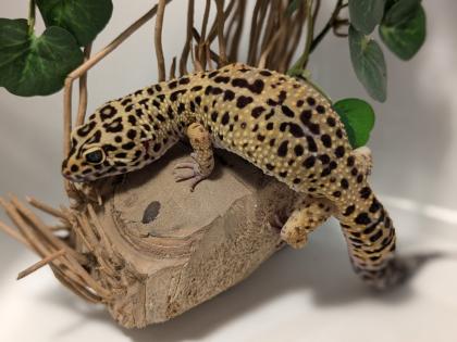 Leopardgecko aus Rostock 24.11.2024