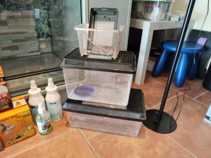 Bartagame (m) mit großem Terrarium, Quarantäneterrarium inkl. Beleuchtung und vi