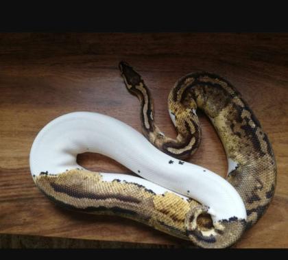 Python Regius / Königspython adult 1.1Superpastel Piebald, 0.1Pastel het. Piebal