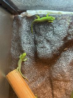 4 Phelsuma Grandis Großer Madagaskar Taggecko Jungtiere