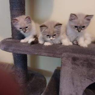 Süße Ragdoll Kitten suchen ein neues Zuhause