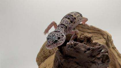 Leopardgecko 1.13.16