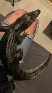 1.0 Caiman Crocodilus