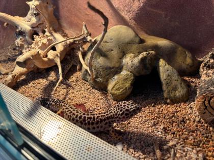 2 Leopardgeckos Damen mit Terrarium und Zubehör