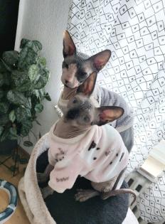 Sphynx Jungkatzen suchen ein liebevolles Zuhause