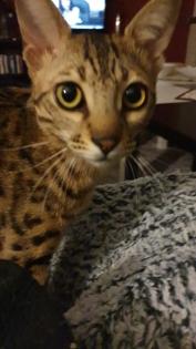 Deckkater Bengal/Savanah gesucht