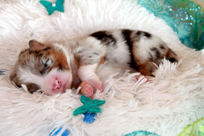 Wir haben traumhafte Australian Shepherd Welpen !!!