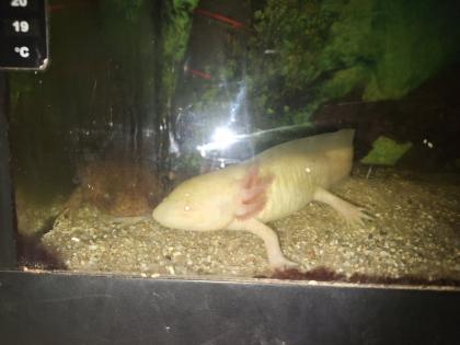 2 Männliche Axolotl!!!Dringend!!!