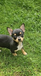 Chihuahua Welpen  kleine Therapeute