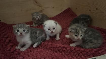 BKH Mix Kitten suchen liebevolles zuhause