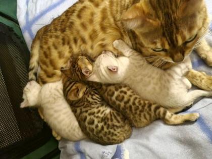 Bengalkitten mit Stammbaum