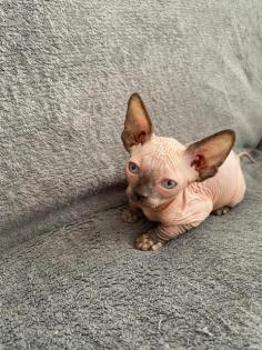 Sphynx Kätzchen