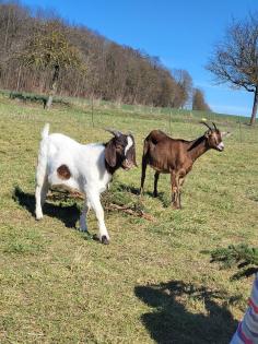 Burenziegenbock.                       .