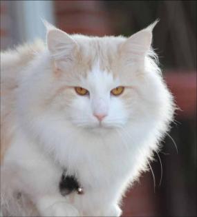 Norwegischer Waldkater - Deckkater in cream silver tabby cl white