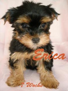 Yorkshire Terrier Welpen zu verkaufen 