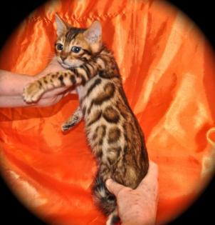 Wunderschöne Bengalkitten aus exklusiver Hobbyzucht