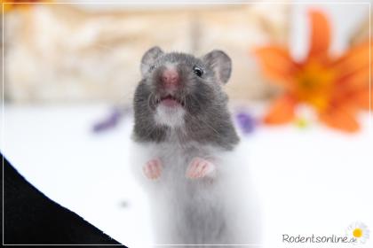 Zauberhafte, zahme Goldhamster und Teddyhamster