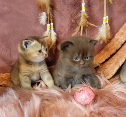 Bkh Kitten in seltener Farben.Stammbaum