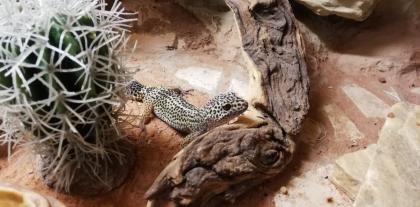 2 Leopardgecko Damen mit Terrarium