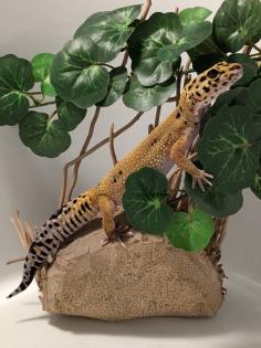 Leopardgecko aus Rostock 24.11.2024