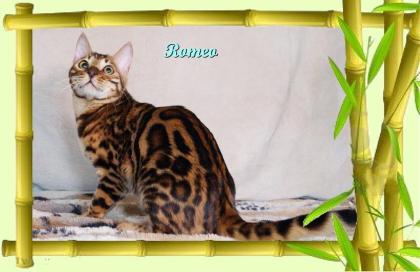 Exklusiver und pfiffiger Bengal Kater, Donat Rosetten, Eyecatcher, unkastriert!