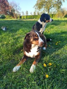 Appenzeller Sennenhund Welpen